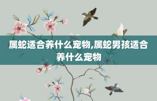属蛇适合养什么宠物,属蛇男孩适合养什么宠物